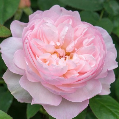 CYBEXIS ATS-84 - English Rose - (300 Seeds) Seed(300 per packet)