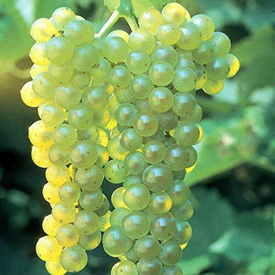 Aywal Sweet green grapes Seed(35 per packet)