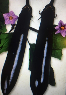 CEZIUS Sow and Grow Japanese Long Brinjal/Eggplant-a18N Seed(450 per packet)