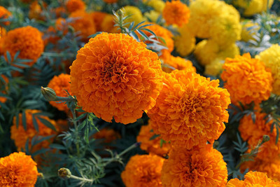 WILLVINE ™ Marigold Crackerjack Seeds-2000 SEEDS Seed(2000 per packet)