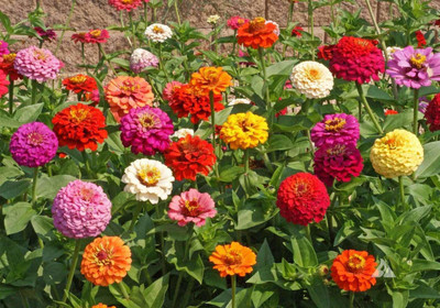 CYBEXIS TLX-7 - Zinnia Flower - (270 Seeds) Seed(270 per packet)
