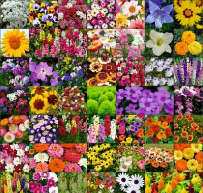 BMSSSLS Present Mix Flowers Seeds For House Gardening | 25+ Diffrent Flower Seeds Seed(10 per packet)