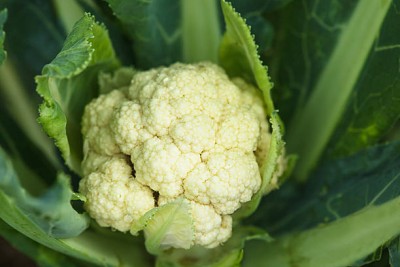 BM MUSHROOM white cauliflower,gobhee seeds Seed(30 per packet)