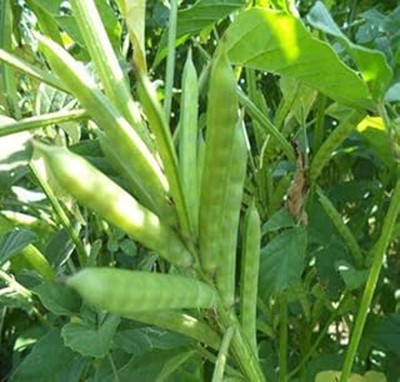 TENNYSON Cluster beens Seed(40 per packet)