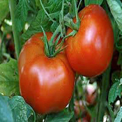 Biosnyg Non GMO Tomato Jetstar Summer Vegetable Seeds For Gardening - (1000 Seeds) Seed(1000 per packet)