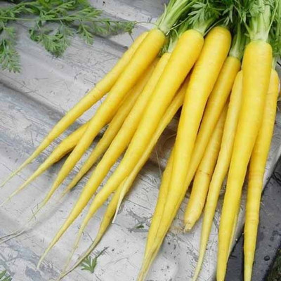 KNESSiN Carrot Solar Yellow Seed(300 per packet)