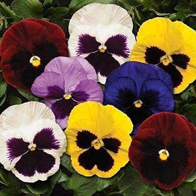 Lorvox Pansy Butterfly Beautiful Flower Seeds In Different Colors F1 Hybrid Seed(120 per packet)