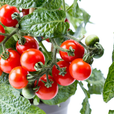 CYBEXIS Red Juicy Tomato Seeds1000 Seeds Seed(1000 per packet)