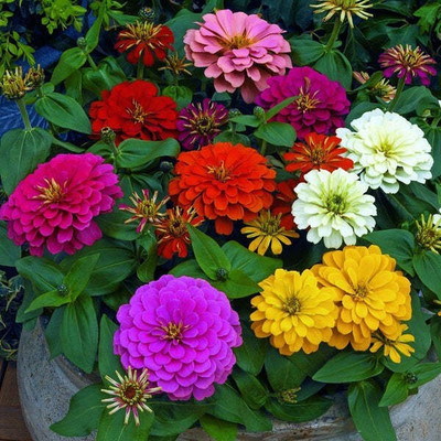 Quentova ZINNIA - Flower Mix-CIAR-7U Seed(100 per packet)