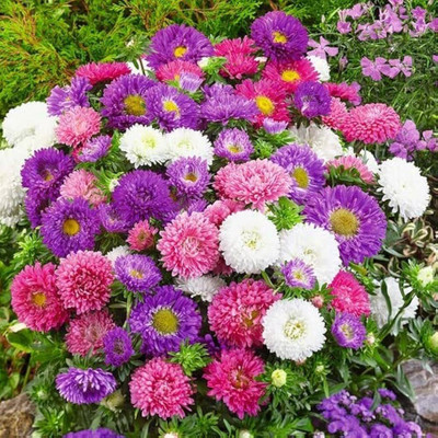 LIFELEX Aster Double Mix Flower Seed(34 per packet)