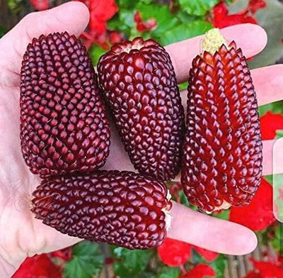 Qualtivate VXI-572 Ornamental Corn Red Seeds Seed(500 per packet)