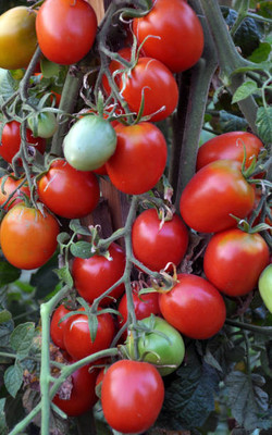 THAMMAR tomato Seed(120 per packet)