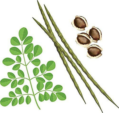 VibeX NDIR-85 - Moringa Oleifera (Drumstick Tree) - (450 Seeds) Seed(450 per packet)