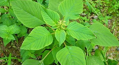 WILLVINE GBPUT-618 Amaranth Seeds - Chawali Bhaji Seed(500 per packet)
