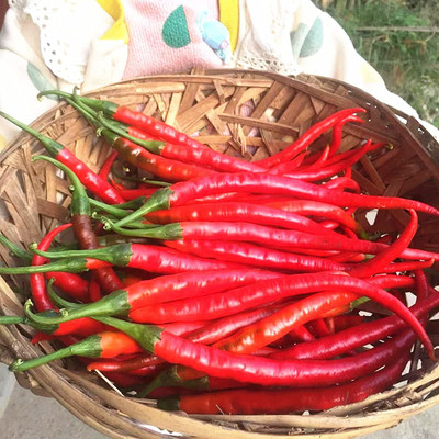 CYBEXIS Fast Germination Hot Chilli Pepper Seeds1200 Seeds Seed(1200 per packet)
