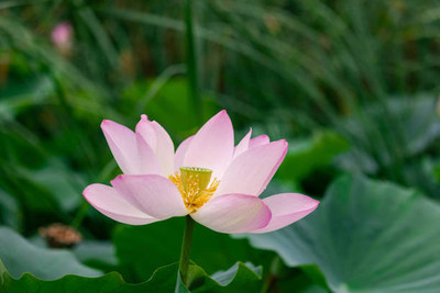 MAA lotus,kamal seeds Seed(5 per packet)