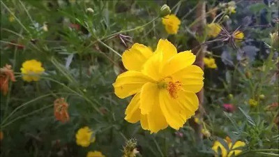 Aro Cormos senation Seed(15 per packet)