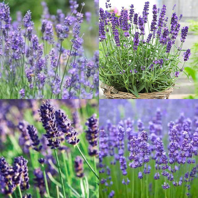 ibains lavender seeds combo 5 Seed(5 per packet)