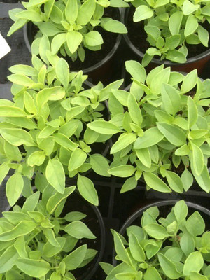 WILLVINE NDIR-41 Lime Basil Seeds Seed(1000 per packet)