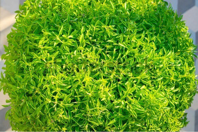 CYBEXIS XLL-1 - Basil Fino Verde - (1500 Seeds) Seed(1500 per packet)