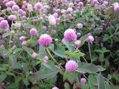 XOLDA Exotic gomphrena Seed(22 per packet)