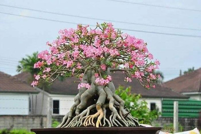 CRGO ADENIUM Seed(60 per packet)