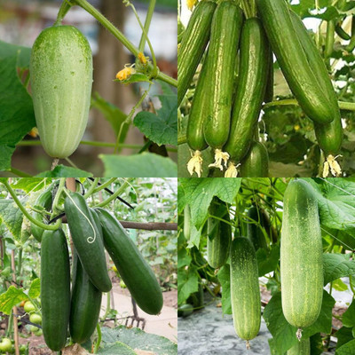 ibains Cucumber fruit seeds Kakari sosa seeds pack of 20 Seed(20 per packet)