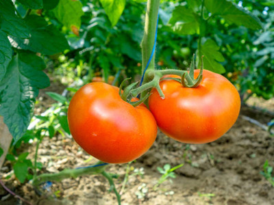 SHUBH SIDDHI tomato Seed(115 per packet)