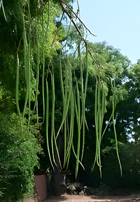 the green dotcom Drumstick Seeds PKM1 For Planting Seed(10 per packet)