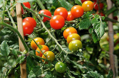 Plantzoin tomato Seed(95 per packet)