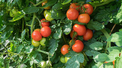 Farmonix tomato Seed(55 per packet)