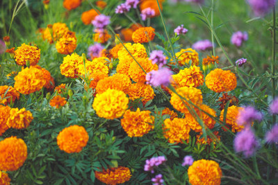 ujjaiseeds marigold/gende ka phool flower seeds Seed(75 per packet)