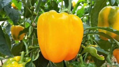 VASUDHA Golden YELLOW BELL PEPPER Wonder Capsicum Seed(1000 per packet)