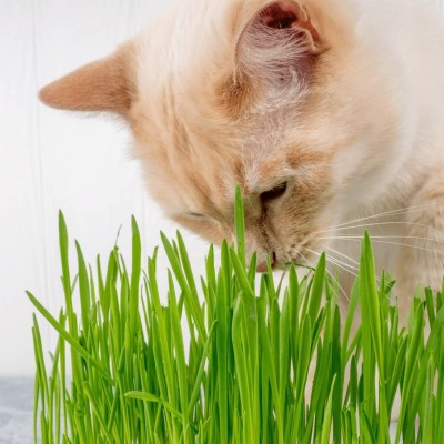 CYBEXIS XLL-52 - Cat Wheatgrass - (2500 Seeds) Seed(2500 per packet)