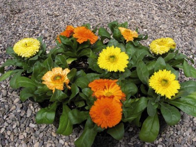 Quentova Calendula Bon Bon Mix Flower-VXI Seed(25 per packet)