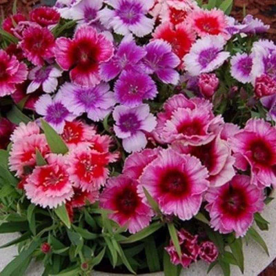 ACCELCROP Dianthus Grenadin Snow White Flower Seed(85 per packet)