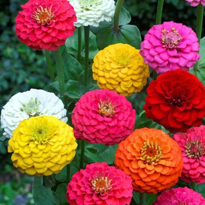 abiswas Zinnia All Colour Flower Seeds, Zinnia Red, Zinnia Pink Seed(28 per packet)