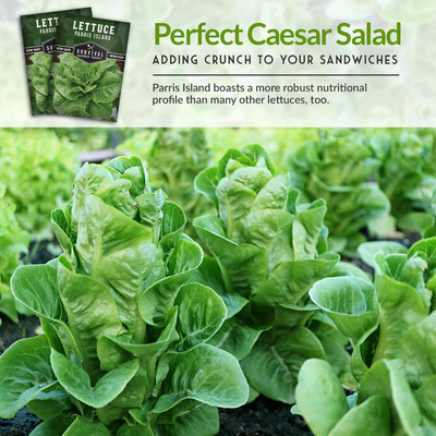 Qualtivate ICRA-4A Parris Island Cos Lettuce Seeds Seed(300 per packet)