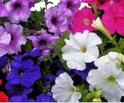 Flipkart SmartBuy Exotic Petunia Flower Mix Seed(20 per packet)
