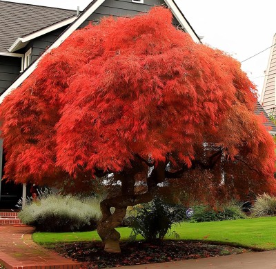 Earth Hopper 30 Seeds-Acer Palmatum Atropurpureum - Red Japanese Maple Tree Seed For Planting Seed(30 per packet)