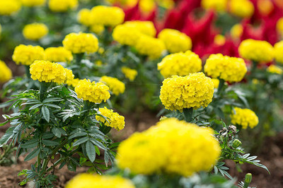 VERTEX AGENCIES marigold/gende ka phool flower seeds Seed(50 per packet)