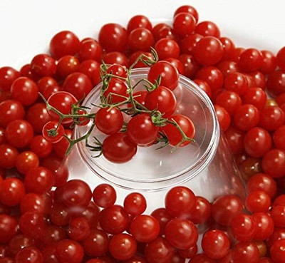 LPR TOMATO SEEDS Seed(30 per packet)