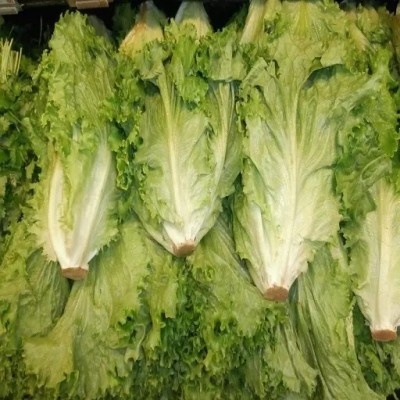 VIATION Green Leaf Lettuce/Green Salad/Romaine Lettuce Seed(150 per packet)