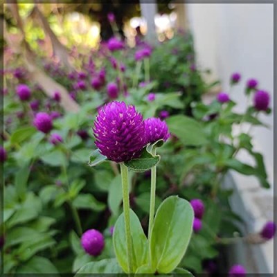 Aywal Gomphrena Flower Seed(90 per packet)