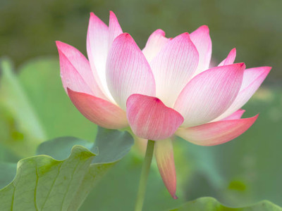 VIBAC lotus,kamal gatta Seed(11 per packet)