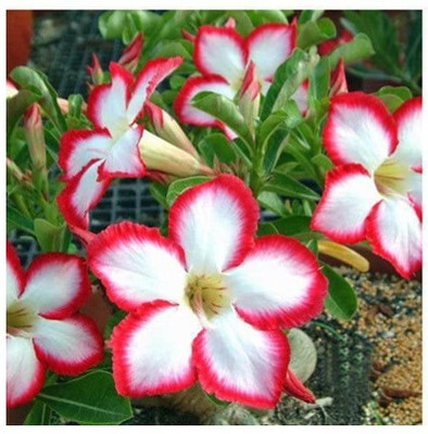 Qualtivate GBPUT-218 Desert Rose Mixed Colours Seed(30 per packet)