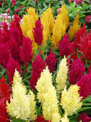 ZIXA Celosia Century Mixed Seed(80 per packet)