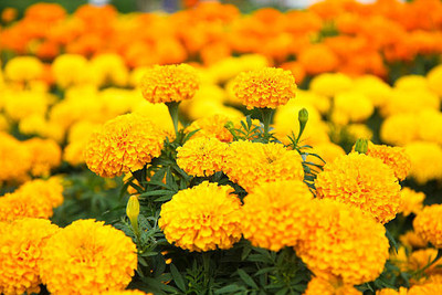 PLANTZON marigold/gende ka phool flower seeds Seed(75 per packet)