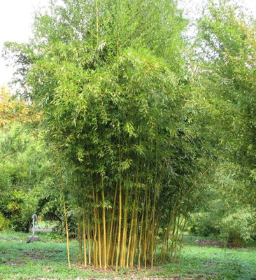 BDSresolve Bamboo seeds for garden PACK OF 155 Seed(155 per packet)
