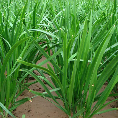 CYBEXIS Chinese Chives Seeds1400 Seeds Seed(1400 per packet)